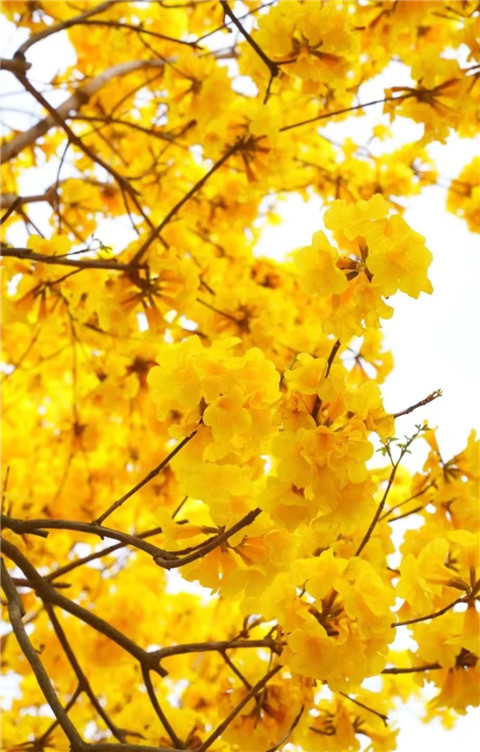 微信图片_20230324071408 - 副本