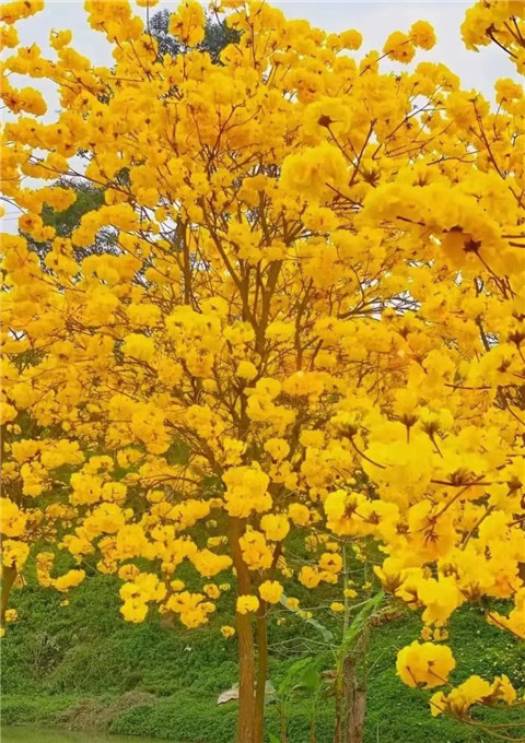 微信图片_20230324071411