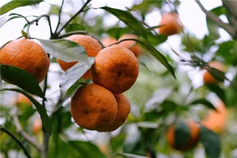 微信图片_20231205210238