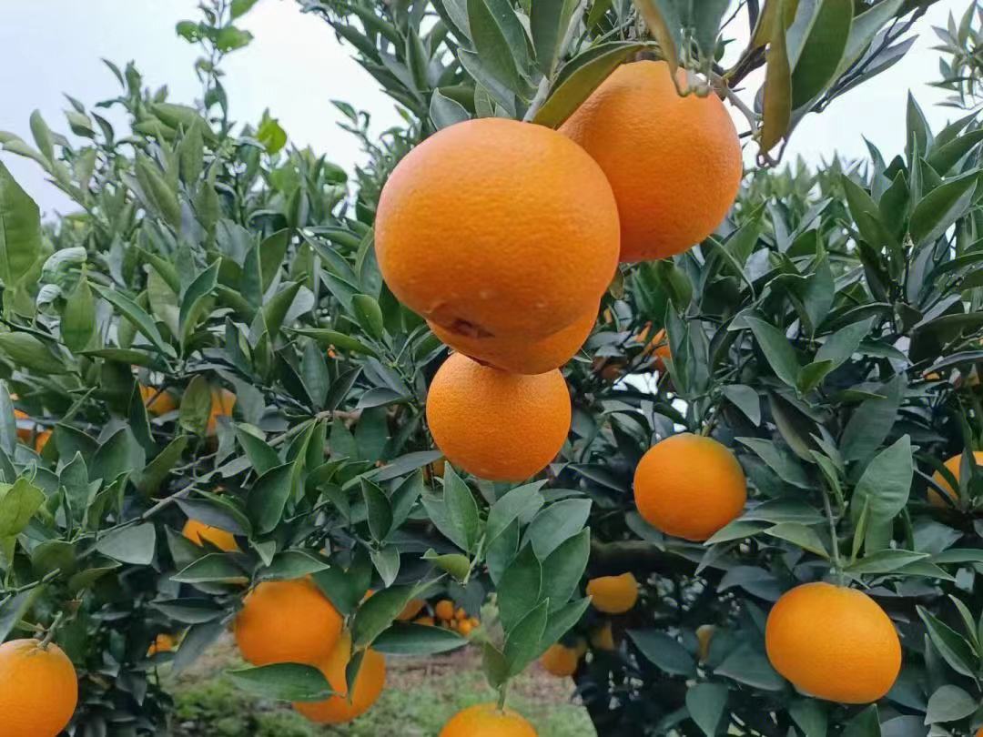 微信图片_20231210223002