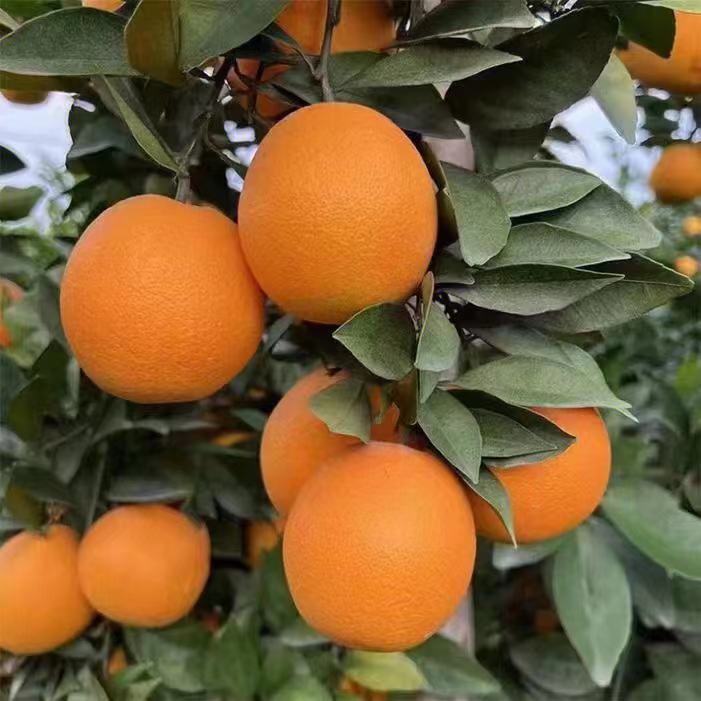 微信图片_20231210222958