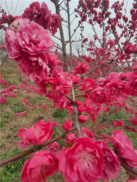 微信图片_20240326072853