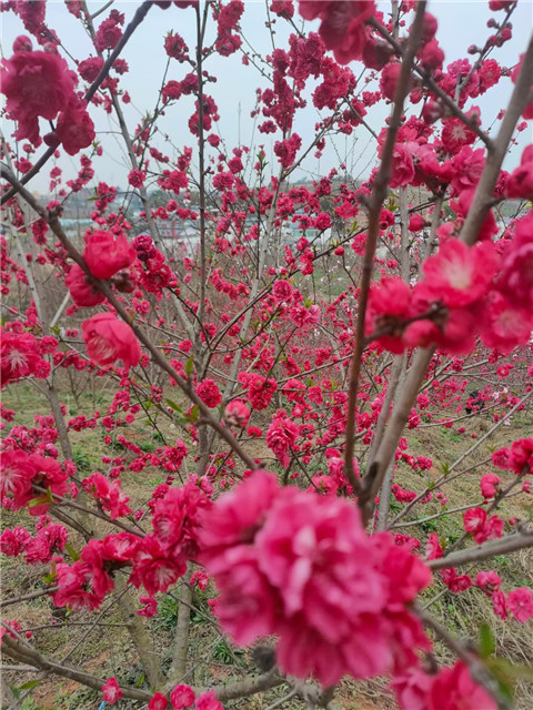 微信图片_20240326072915