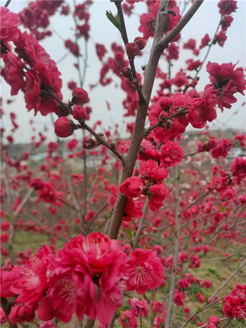 微信图片_20240326072906