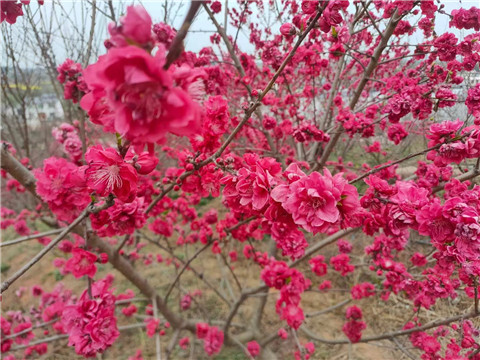 微信图片_20240326072910