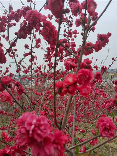 微信图片_20240326072902