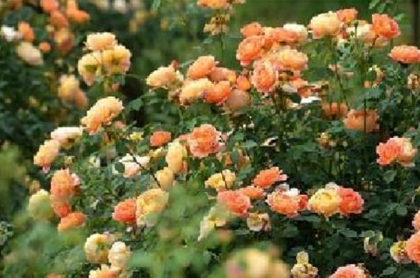 微信图片_20260407225806_1653_1